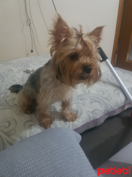 Yorkshire Terrier, Köpek  Miço fotoğrafı