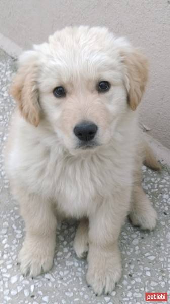 Golden Retriever, Köpek  Yaman fotoğrafı