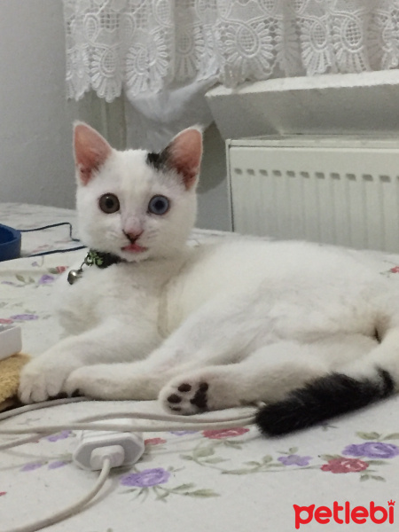 Van Kedisi, Kedi  Kokoş fotoğrafı