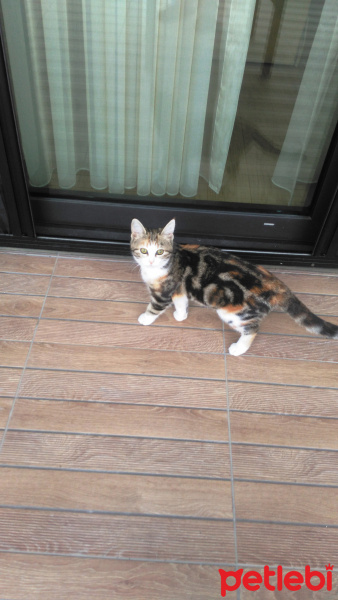 Tekir Kedi, Kedi  krokan fotoğrafı