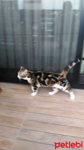 Tekir Kedi, Kedi  krokan fotoğrafı