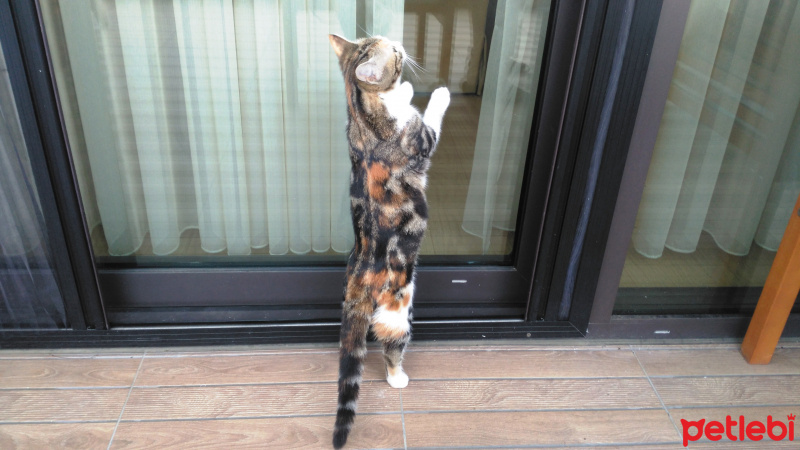 Tekir Kedi, Kedi  krokan fotoğrafı