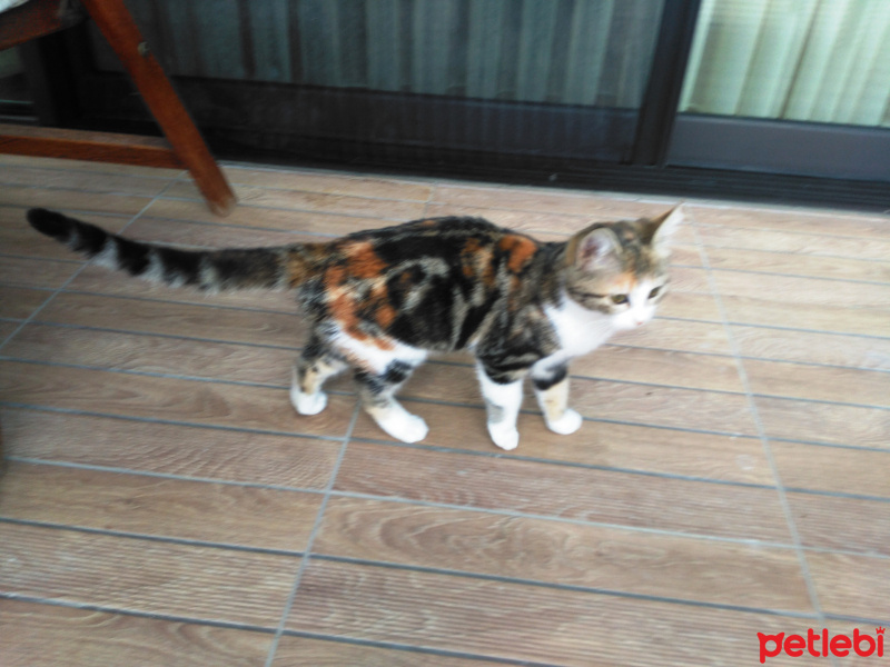 Tekir Kedi, Kedi  krokan fotoğrafı