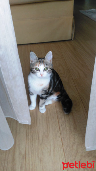 Tekir Kedi, Kedi  krokan fotoğrafı