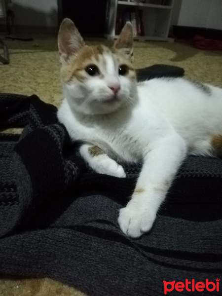 Tekir Kedi, Kedi  Çipet fotoğrafı