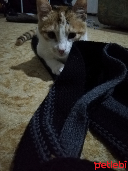 Tekir Kedi, Kedi  Çipet fotoğrafı
