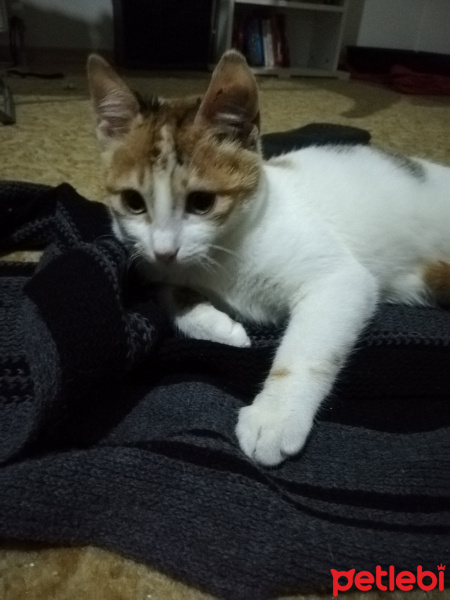 Tekir Kedi, Kedi  Çipet fotoğrafı
