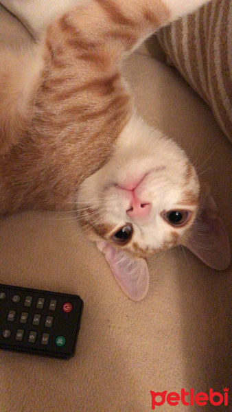 Sarman, Kedi  Romeo fotoğrafı