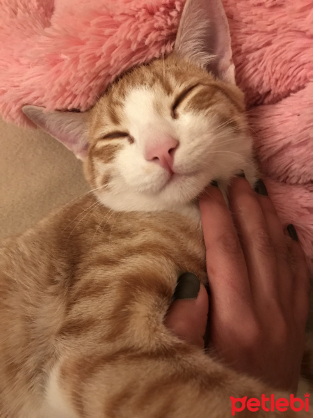 Sarman, Kedi  Romeo fotoğrafı