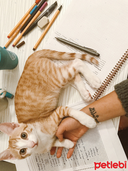 Sarman, Kedi  Romeo fotoğrafı