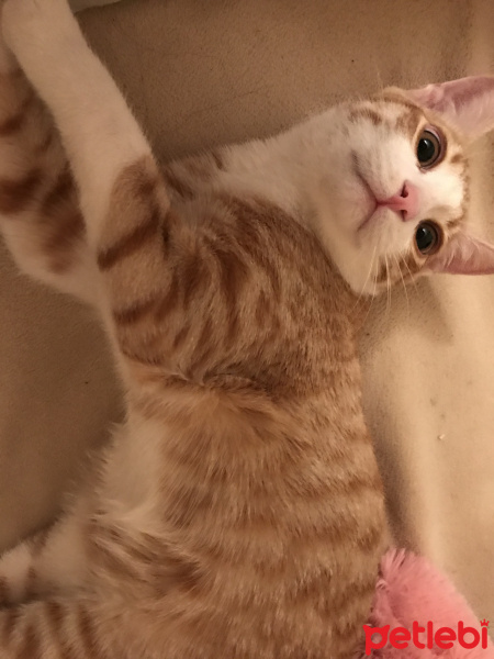 Sarman, Kedi  Romeo fotoğrafı