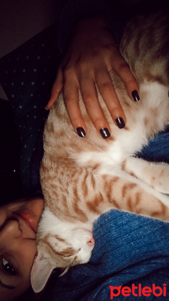 Sarman, Kedi  Romeo fotoğrafı