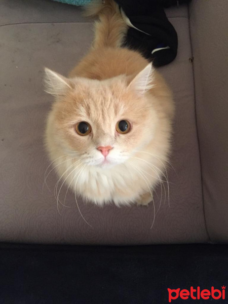 Chinchilla, Kedi  EROS fotoğrafı
