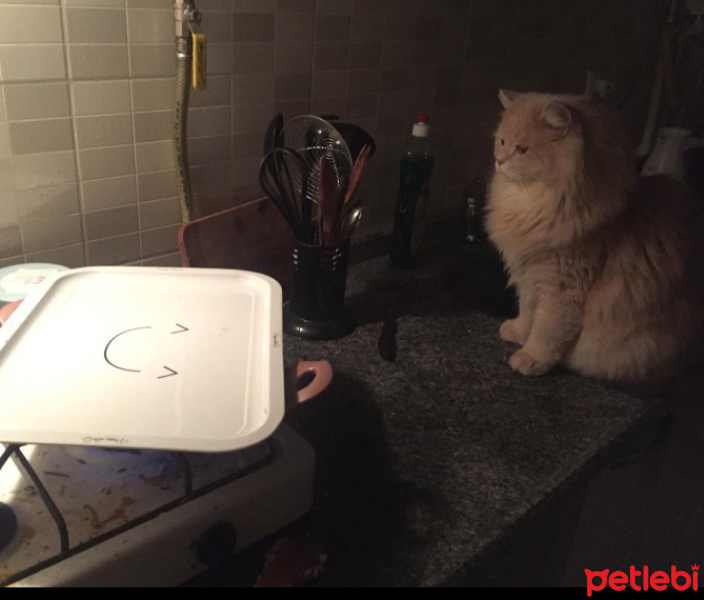 Chinchilla, Kedi  EROS fotoğrafı