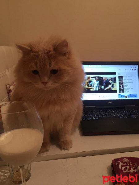 Chinchilla, Kedi  EROS fotoğrafı