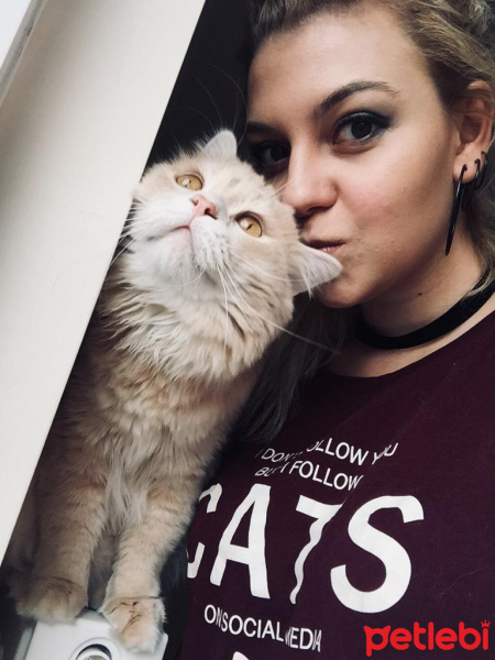 Chinchilla, Kedi  EROS fotoğrafı