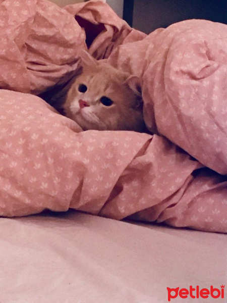 Chinchilla, Kedi  EROS fotoğrafı