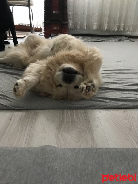 Chow Chow (çin Aslanı), Köpek  Hamur fotoğrafı