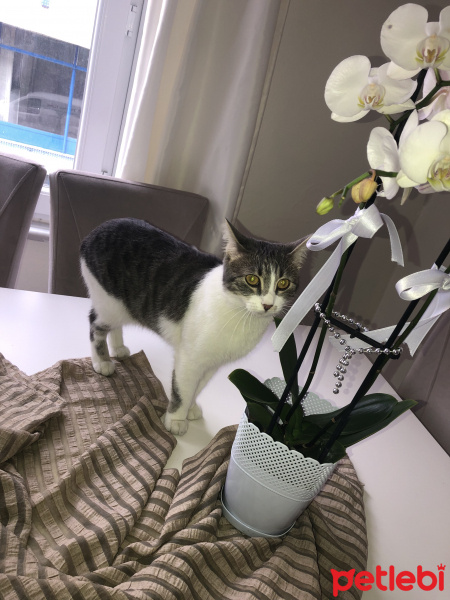 İran Kedisi (Persian), Kedi  Venüs fotoğrafı