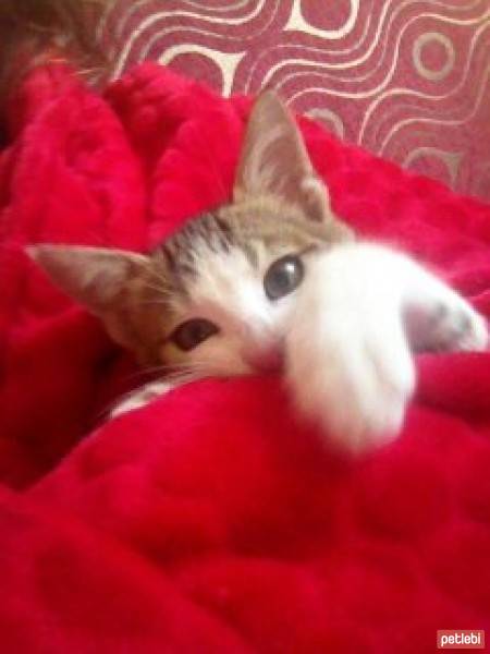 Tekir Kedi, Kedi  Luke Skywalker fotoğrafı