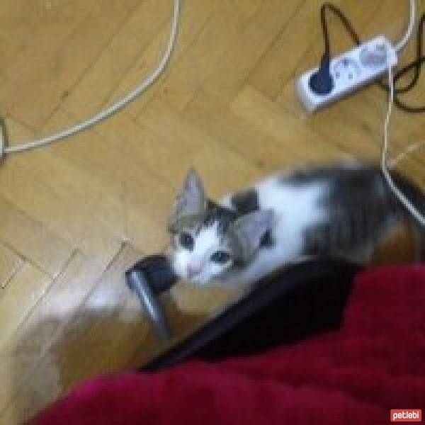 Tekir Kedi, Kedi  Luke Skywalker fotoğrafı