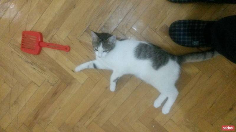 Tekir Kedi, Kedi  Luke Skywalker fotoğrafı