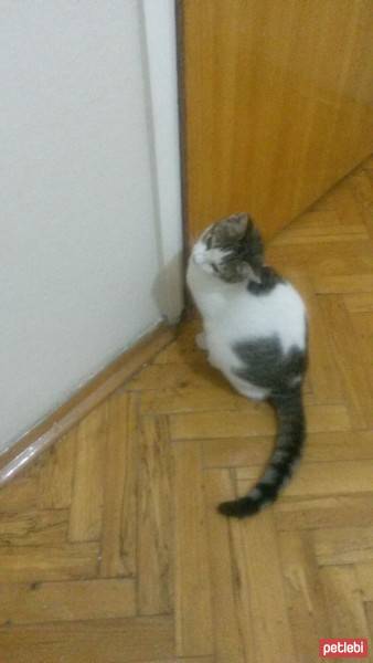 Tekir Kedi, Kedi  Luke Skywalker fotoğrafı