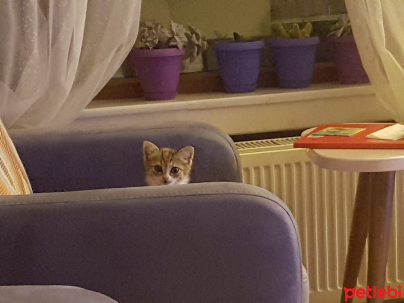 Tekir Kedi, Kedi  neriman fotoğrafı