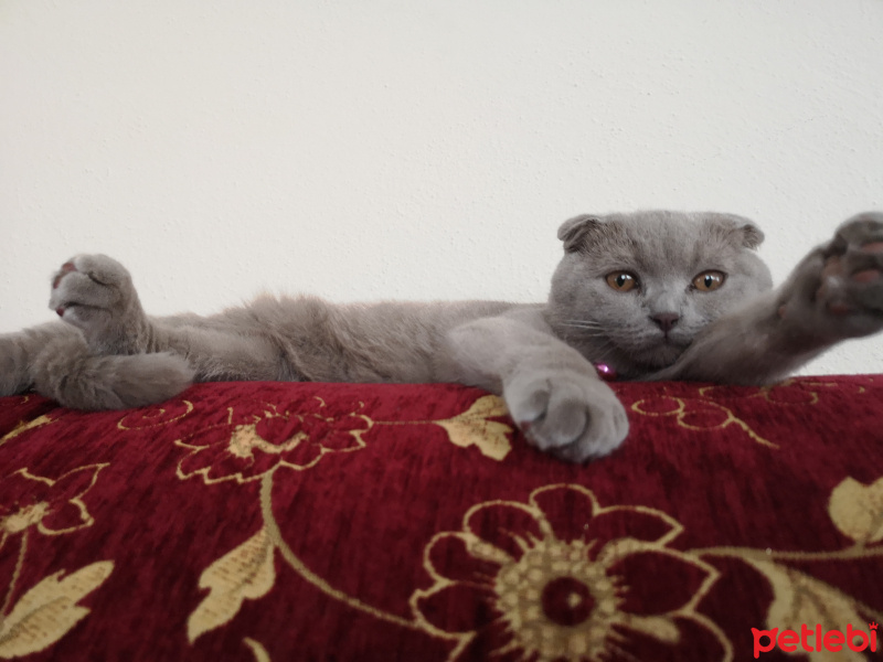 Scottish Fold, Kedi  Eyşan fotoğrafı