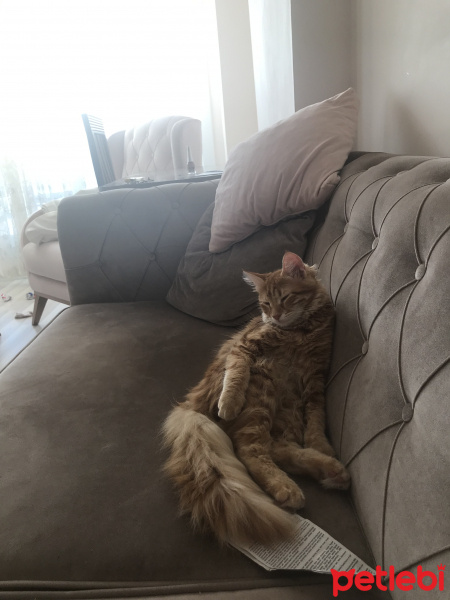 Sarman, Kedi  Coco fotoğrafı