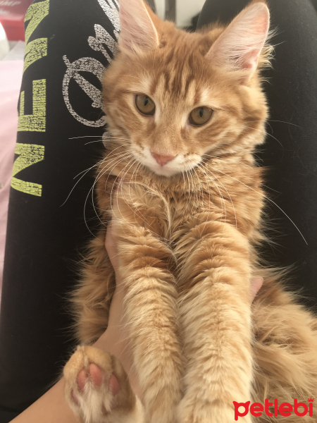 Sarman, Kedi  Coco fotoğrafı