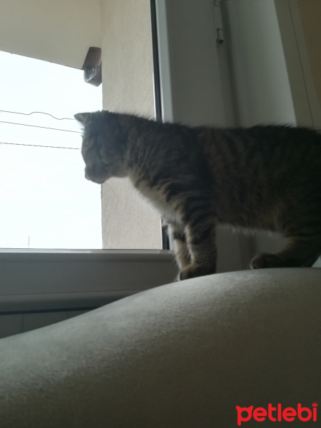 Tekir Kedi, Kedi  Pati fotoğrafı