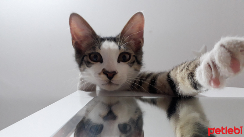 Tekir Kedi, Kedi  yumak fotoğrafı