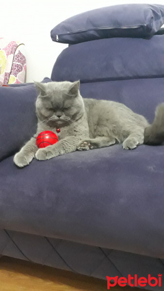 British Shorthair, Kedi  Mişa fotoğrafı