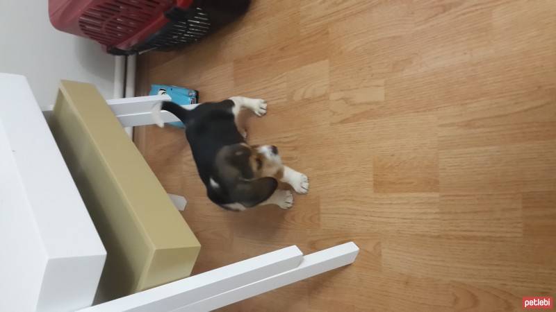 Beagle, Köpek  Parçıla fotoğrafı