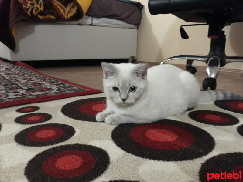 Scottish Fold, Kedi  Maya fotoğrafı