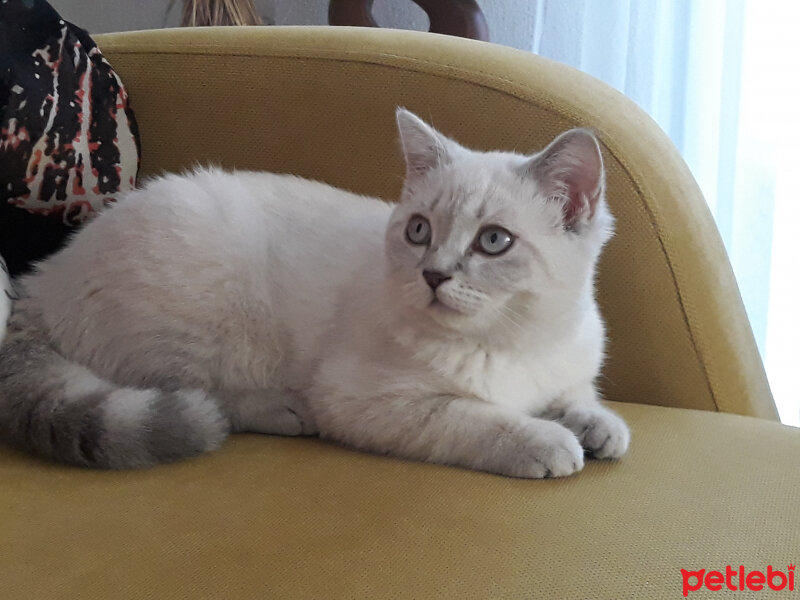 Scottish Fold, Kedi  Maya fotoğrafı