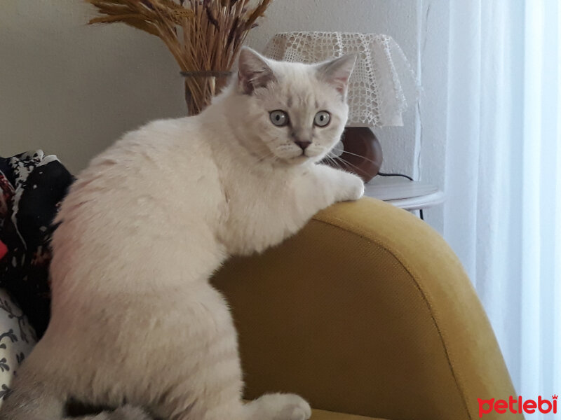 Scottish Fold, Kedi  Maya fotoğrafı