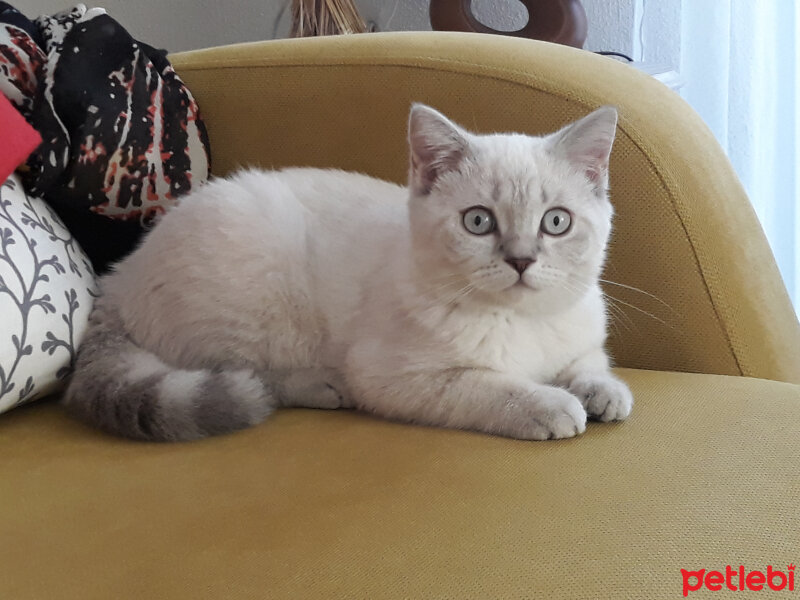 Scottish Fold, Kedi  Maya fotoğrafı