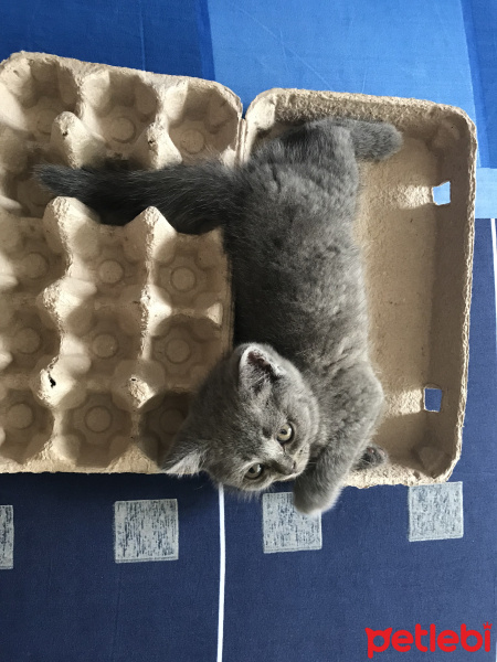 American Shorthair, Kedi  Duman fotoğrafı