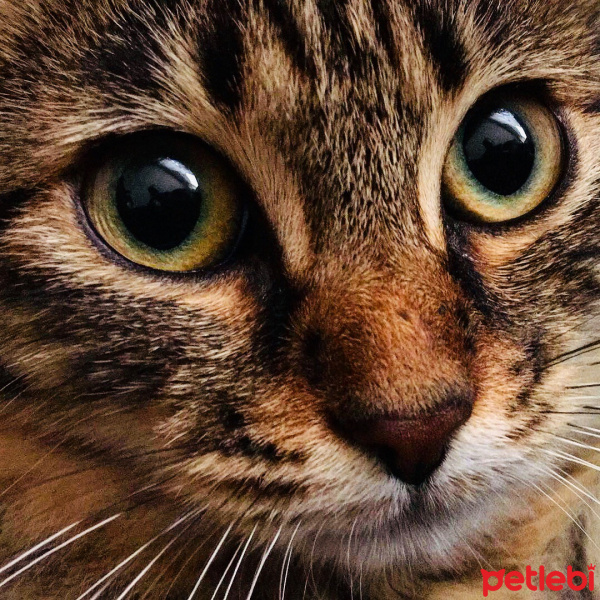 Tekir Kedi, Kedi  Fındık fotoğrafı