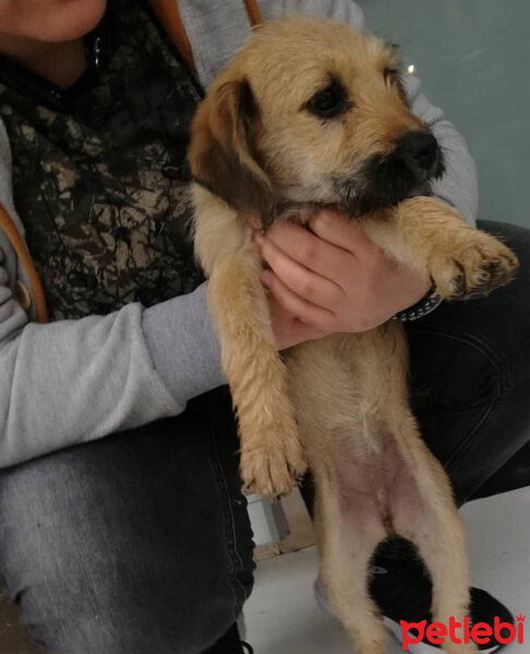 Welsh Terrier, Köpek  Coffe fotoğrafı