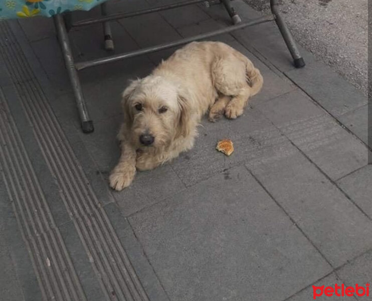 Welsh Terrier, Köpek  Coffe fotoğrafı