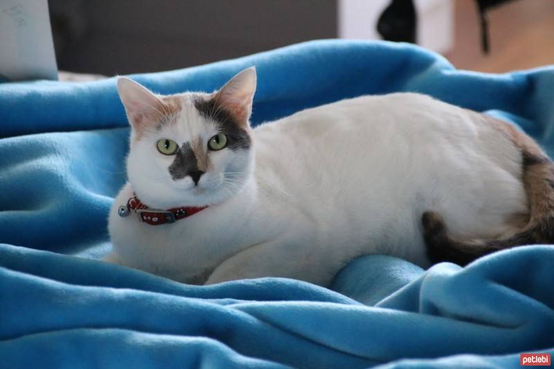 Tekir Kedi, Kedi  Chelsea  fotoğrafı