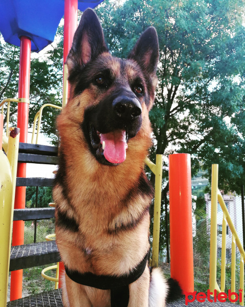 Alman Çoban Köpeği, Köpek  Eyes fotoğrafı