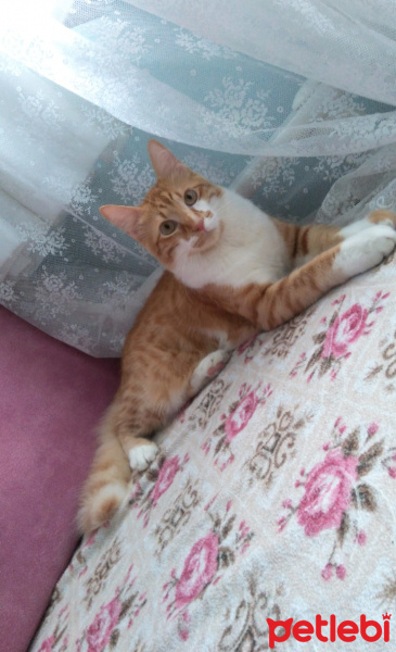 Sarman, Kedi  Mercan fotoğrafı