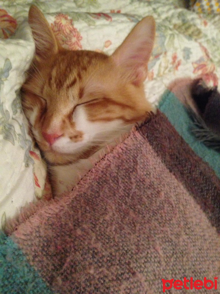 Sarman, Kedi  Mercan fotoğrafı