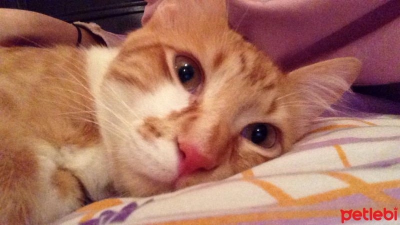 Sarman, Kedi  Mercan fotoğrafı