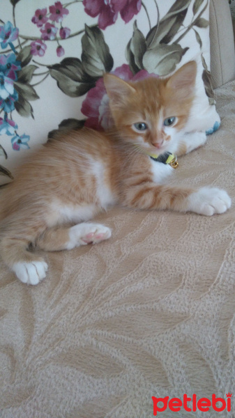 Sarman, Kedi  Mercan fotoğrafı