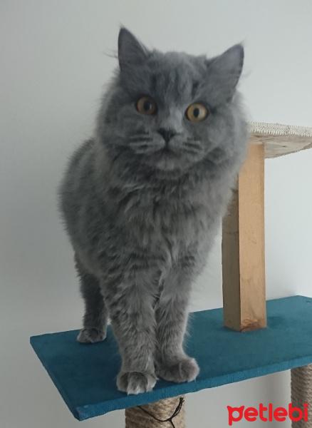 British Shorthair, Kedi  Duman fotoğrafı